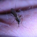 Mosquito picadura