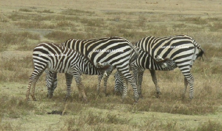 Zebras Ngorongoro Tanzania