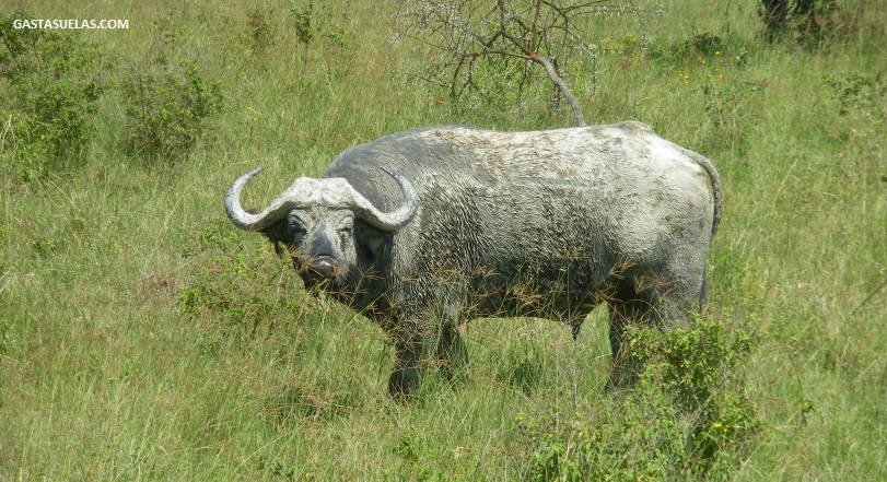 Búfalo pastando en una reserva de Kenia