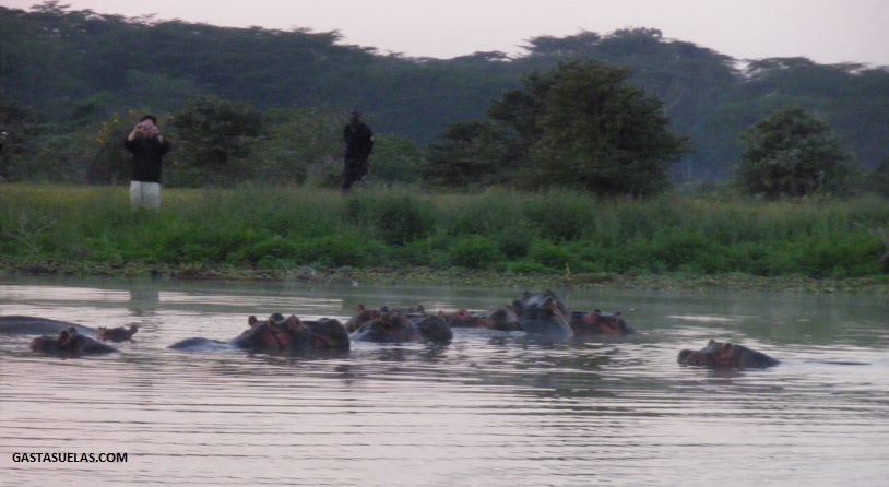 Hipopótamos en Crescent Island (Kenia)