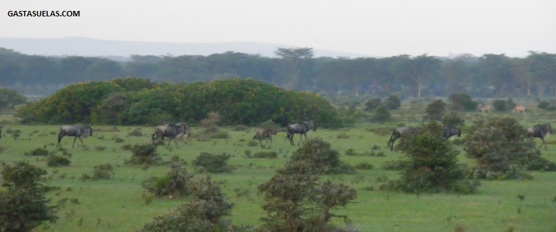 Manada de ñus en Crescent Island (Kenia)