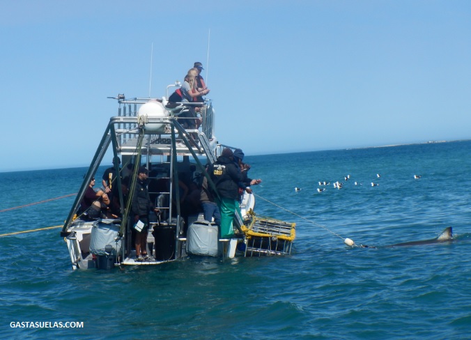 Cage diving en Sudáfrica