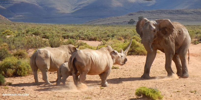 Big Five safari en Sudáfrica