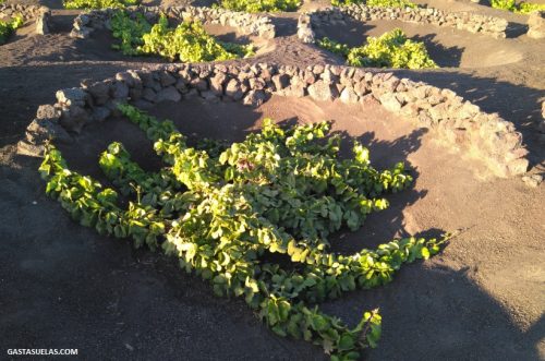 Cultivo tradicional de la vid en La Geria (Lanzarote) 